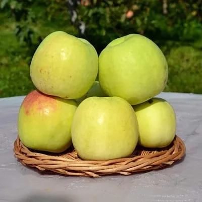 Яблоня БИРСКОЕ ГРУШЕВОЕ (БИЧИК)  Яблоня БИРСКОЕ ГРУШЕВОЕ (БИЧИК) в Туле