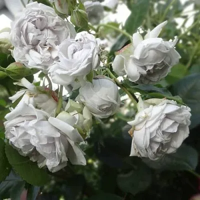 Саженцы роз ГРИЗЕЛИС шраб в Туле