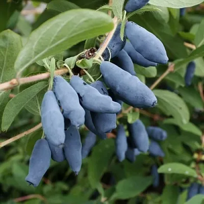 Жимолость съедобная ТОМИ японская  Жимолость съедобная ТОМИ японская в Туле