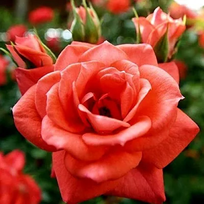 Ремонтантные гибриды в Туле