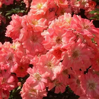 Почвопокровная в Туле