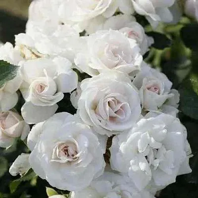 Саженцы роз АСПИРИН флорибунда  Саженцы роз АСПИРИН флорибунда в Туле