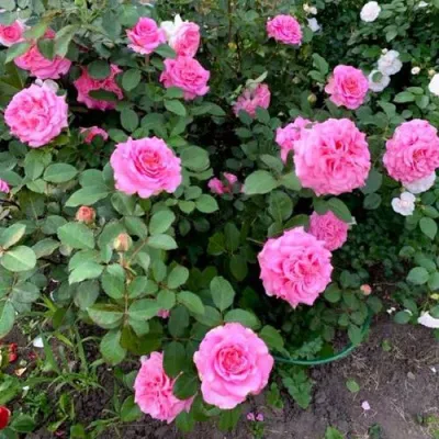 Саженцы роз ЭШЛИ чайно-гибридная — описание сорта Саженцы роз ЭШЛИ чайно-гибридная в Туле