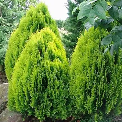 Туя восточная в Туле