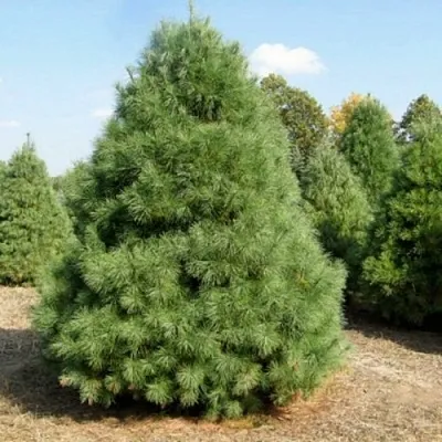 Сосна ВЕЙМУТОВА  Сосна ВЕЙМУТОВА в Туле