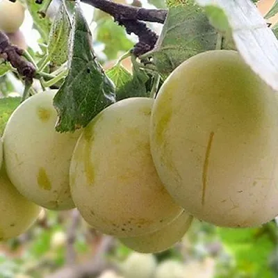 Слива УТРО в Туле