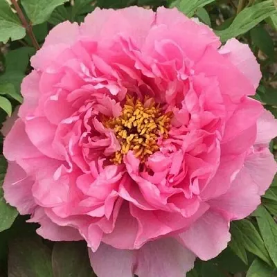 Пион РОЗОВЫЙ ЛОТОС древовидный в Туле