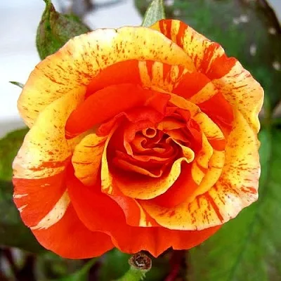 Саженцы роз АПЕЛЬСИН И ЛИМОН флорибунда  Саженцы роз АПЕЛЬСИН И ЛИМОН флорибунда в Туле