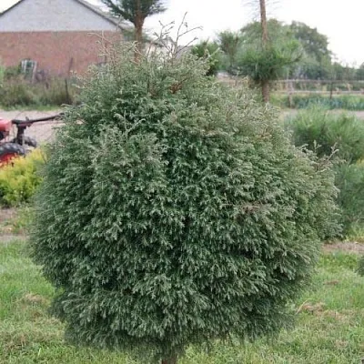 Туя вересковидная  Туя вересковидная в Туле