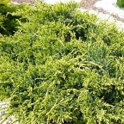 Можжевельник ГОЛД СТАР средний  Можжевельник ГОЛД СТАР средний в Туле