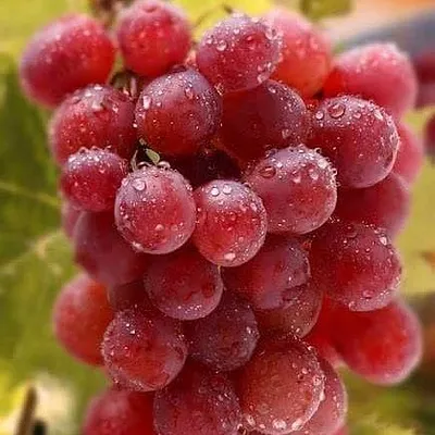 Ранние сорта  Ранние сорта в Туле