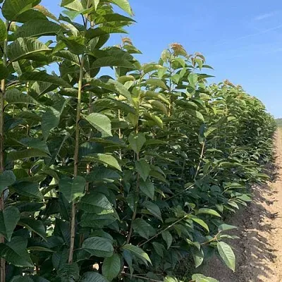 Саженцы оптом в Туле