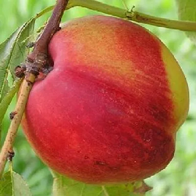 Нектарин СТАРК РЕД ГОЛД  Нектарин СТАРК РЕД ГОЛД в Туле