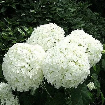 Гортензия АННАБЕЛЬ древовидная  Гортензия АННАБЕЛЬ древовидная в Туле