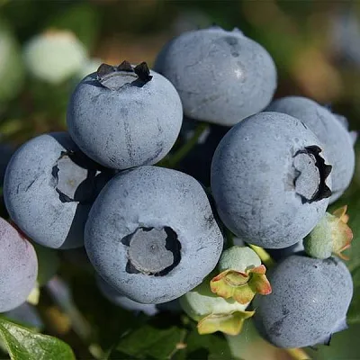 Высокорослые сорта   Высокорослые сорта  в Туле