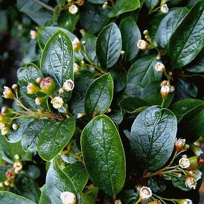 Кизильник в Туле