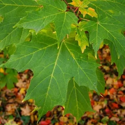 Клен сахарный  Клен сахарный в Туле