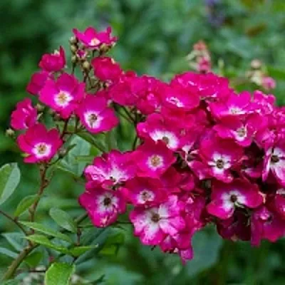 Саженцы роз МАРДЖОРИ ФЕЙР полиантовая  Саженцы роз МАРДЖОРИ ФЕЙР полиантовая в Туле