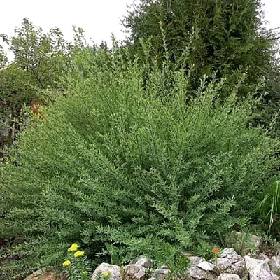 Ива НАНА  пурпурная   Ива НАНА  пурпурная  в Туле