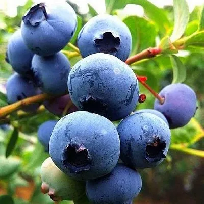 Низкорослые сорта   Низкорослые сорта  в Туле