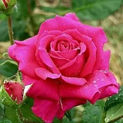 Саженцы роз ШАКИРА чайно-гибридная  Саженцы роз ШАКИРА чайно-гибридная в Туле