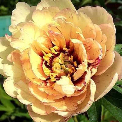 Пионы ИТО-гибриды в Туле