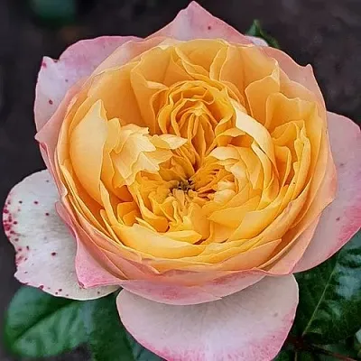 Саженцы роз ГОЛДЕН ВУВУЗЕЛА чайно-гибридная  Саженцы роз ГОЛДЕН ВУВУЗЕЛА чайно-гибридная в Туле