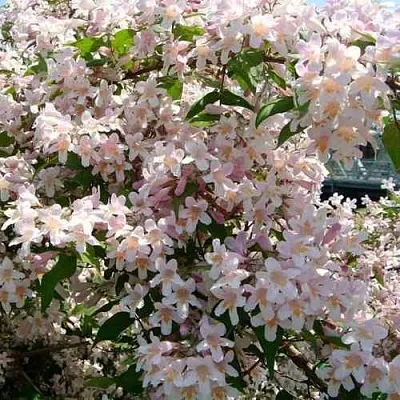 Кольквиция в Туле