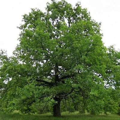 Дуб черешчатый  в Туле