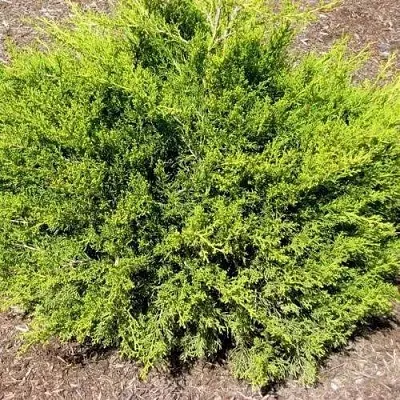 Можжевельник ИЗАБЕЛИН китайский в Туле