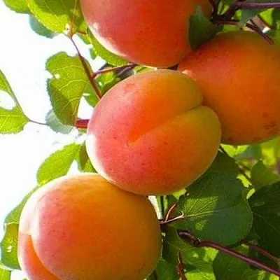 Абрикос КРЫМСКИЙ АМУР  Абрикос КРЫМСКИЙ АМУР в Туле