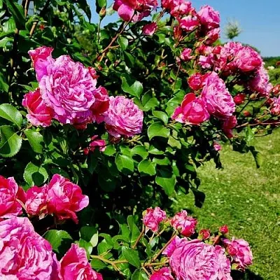 Саженцы роз ИНЕС САСТР плетистая  Саженцы роз ИНЕС САСТР плетистая в Туле