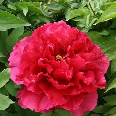 Пион АРОМАТНОЕ ВОСПОМИНАНИЕ древовидный в Туле