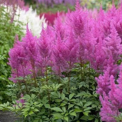 Астильба АМЕТИСТ Арендса  Астильба АМЕТИСТ Арендса в Туле