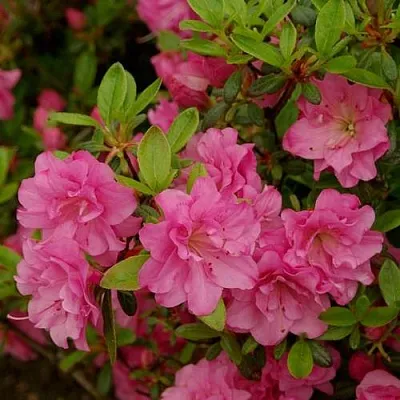 Азалия РОЗИНЕТТА японская в Туле