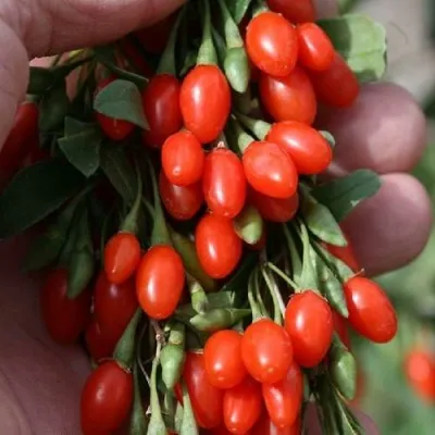 Годжи КОРЕАН БИГ — описание сорта Годжи КОРЕАН БИГ в Туле