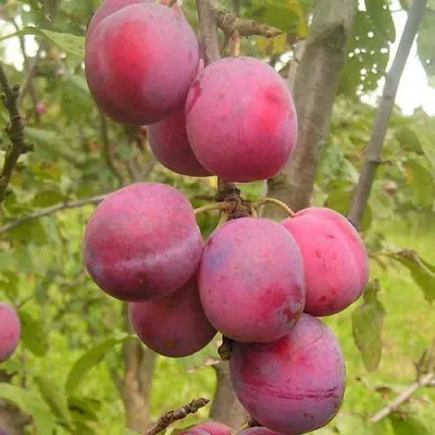 Слива ЭДИНБУРГСКАЯ  Слива ЭДИНБУРГСКАЯ в Туле