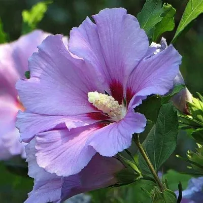 Гибискус в Туле