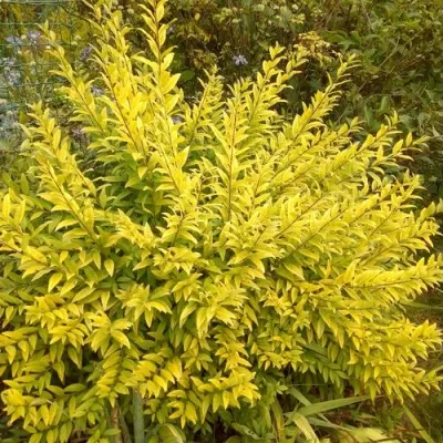 Бирючина АУРЕА обыкновенная — описание сорта Бирючина АУРЕА обыкновенная в Туле