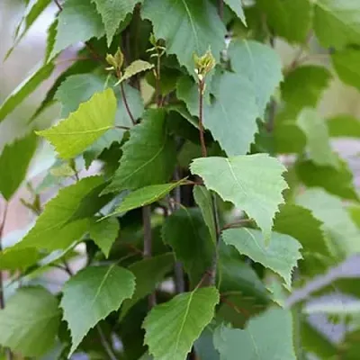 Береза ФАСТИГИАТА повислая   Береза ФАСТИГИАТА повислая  в Туле