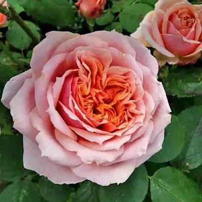 Саженцы роз ПОЛЬ БОКЮЗ шраб  Саженцы роз ПОЛЬ БОКЮЗ шраб в Туле