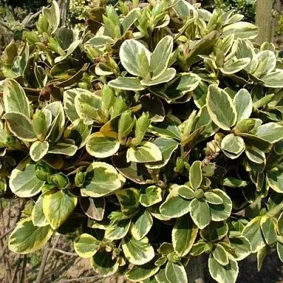 Бересклет КАНАДЕЙЛ ГОЛД   Бересклет КАНАДЕЙЛ ГОЛД  в Туле