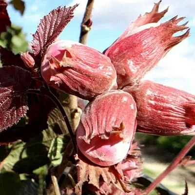 Фундук АЛЫЙ ПАРУС в Туле