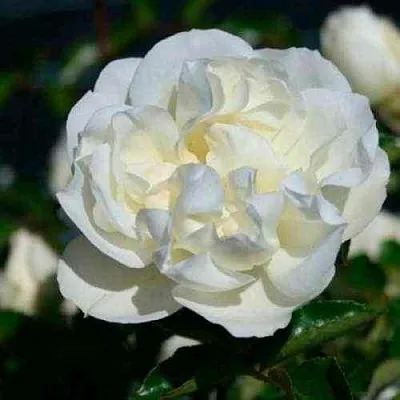 Саженцы роз ВАЙТ МЕЙДИЛАНД почвопокровная в Туле