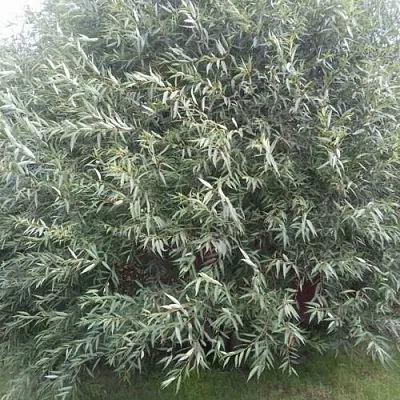 Ива СЕРЕБРИСТАЯ  Ива СЕРЕБРИСТАЯ в Туле