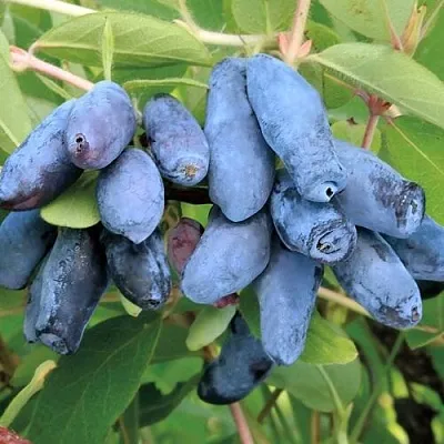 Жимолость съедобная ПАВЛОВСКАЯ  Жимолость съедобная ПАВЛОВСКАЯ в Туле