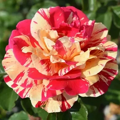 Саженцы роз ВАНИЛЛА ФРАЙЗ плетистая  Саженцы роз ВАНИЛЛА ФРАЙЗ плетистая в Туле