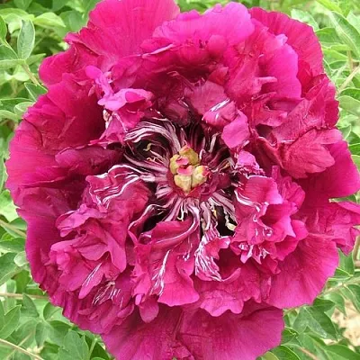 Пион ПУРПУРНЫЙ ОКЕАН древовидный в Туле