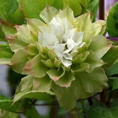 Клематис СЕН-НО-КЕЙЗ  Клематис СЕН-НО-КЕЙЗ в Туле