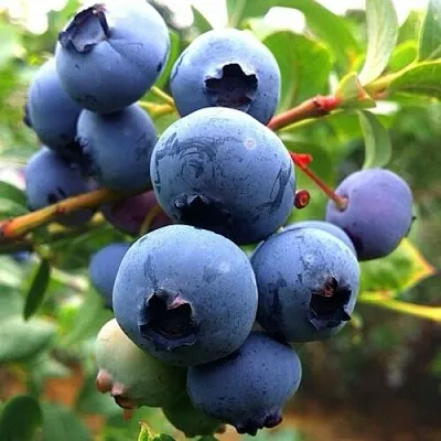 Голубика ДЮК в Туле